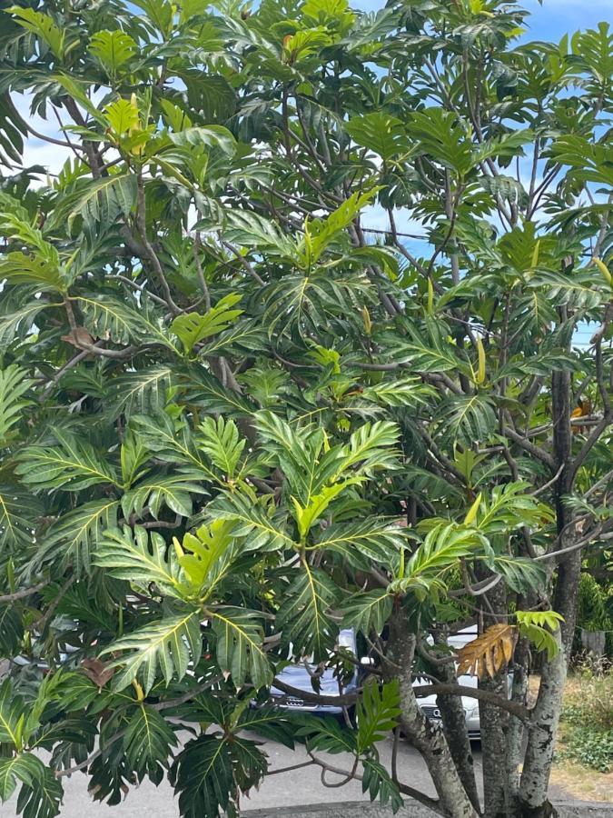 Arbre A Pain Ξενοδοχείο Bras-Panon Εξωτερικό φωτογραφία